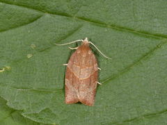 Rødbrun bladvikler (Pandemis heparana)