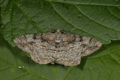 Mottled Beauty (Alcis repandata)