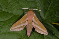 Elephant Hawk-moth (Deilephila elpenor)