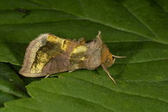 Burnished Brass (Diachrysia chrysitis)