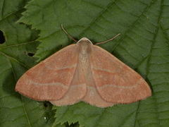 Barred Red (Hylaea fasciaria)