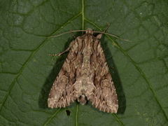 Stort engfly (Apamea monoglypha)