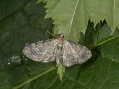 Bilberry Pug (Pasiphila debiliata)