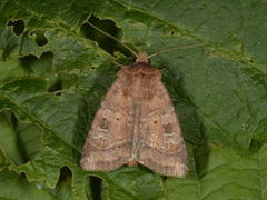 Fen Square-spot (Diarsia florida)