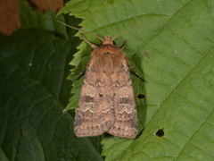 Fen Square-spot (Diarsia florida)