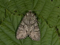 Grey Arches (Polia nebulosa)