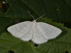 Common Wave (Cabera exanthemata)