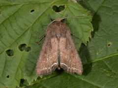 Bright-line Brown-eye (Lacanobia oleracea)