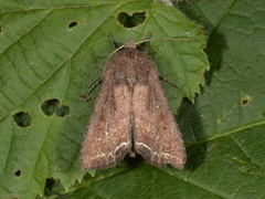 Hagelundfly (Lacanobia oleracea)