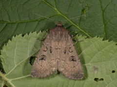 Krattfly (Graphiphora augur)