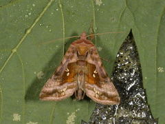 Plain Golden Y (Autographa jota)