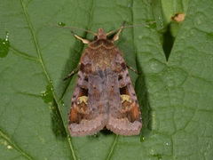 Purple Clay (Diarsia brunnea)