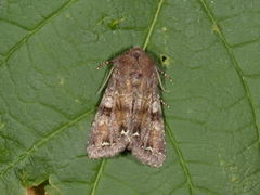 Broom Moth (Ceramica pisi)