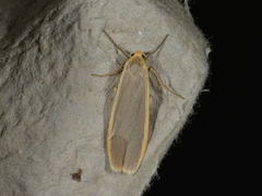 Buff Footman (Eilema depressa)