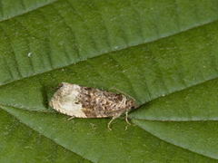 Marbled Orchard Tortrix (Hedya nubiferana)