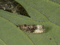 Marbled Orchard Tortrix (Hedya nubiferana)