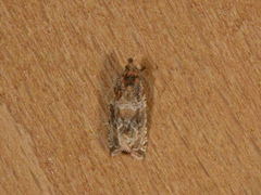 Thyme Marble (Celypha cespitana)