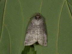 Punkthalvspinner (Ochropacha duplaris)