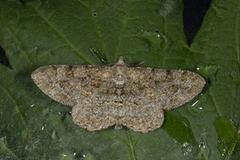Mottled Beauty (Alcis repandata)