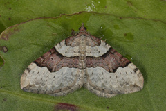 Fiolett båndmåler (Xanthorhoe decoloraria)