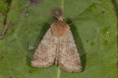 Ingrailed Clay (Diarsia mendica)