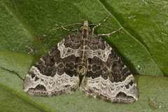 Small Phoenix (Ecliptopera silaceata)
