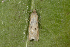 Dotted Shade (Eana osseana)