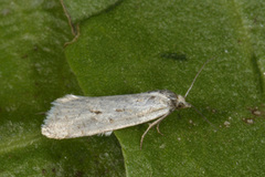Dotted Shade (Eana osseana)