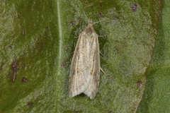 Dotted Shade (Eana osseana)