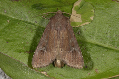 Rødt fjellengfly (Apamea schildei)