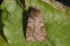 Ingrailed Clay (Diarsia mendica)