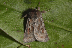Northern Dart (Xestia alpicola)