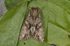 Stort engfly (Apamea monoglypha)