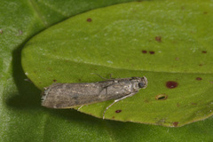 Sotsmalmott (Pyla fusca)