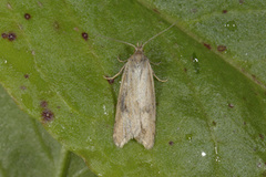 Dotted Shade (Eana osseana)