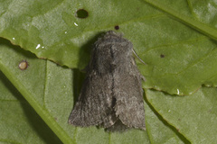 Pale Eggar (Trichiura crataegi)