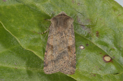 Ingrailed Clay (Diarsia mendica)