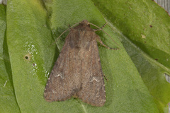 Teglrødt engfly (Apamea lateritia)