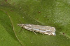 Hook-streaked Grass-Veneer (Crambus lathoniellus)