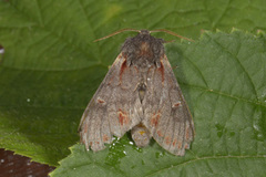 Iron Prominent (Notodonta dromedarius)