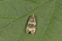 Common Marble (Celypha lacunana)