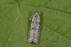 Dark Pine Knot-horn (Dioryctria abietella)
