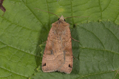 Dotted Clay (Xestia baja)