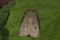 Krattfly (Graphiphora augur)