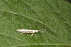 Diamond-back Moth (Plutella xylostella)