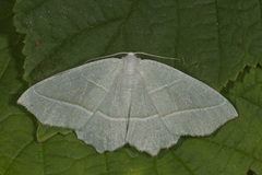 Light Emerald (Campaea margaritaria)