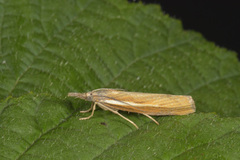 Common Grass-veneer (Agriphila tristella)