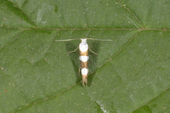 Oreblomstmøll (Argyresthia goedartella)