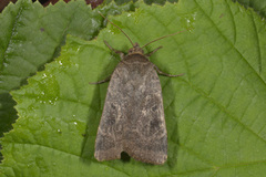 Lesser Yellow Underwing (Noctua comes)