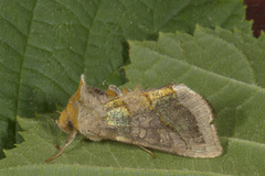 Burnished Brass (Diachrysia chrysitis)
